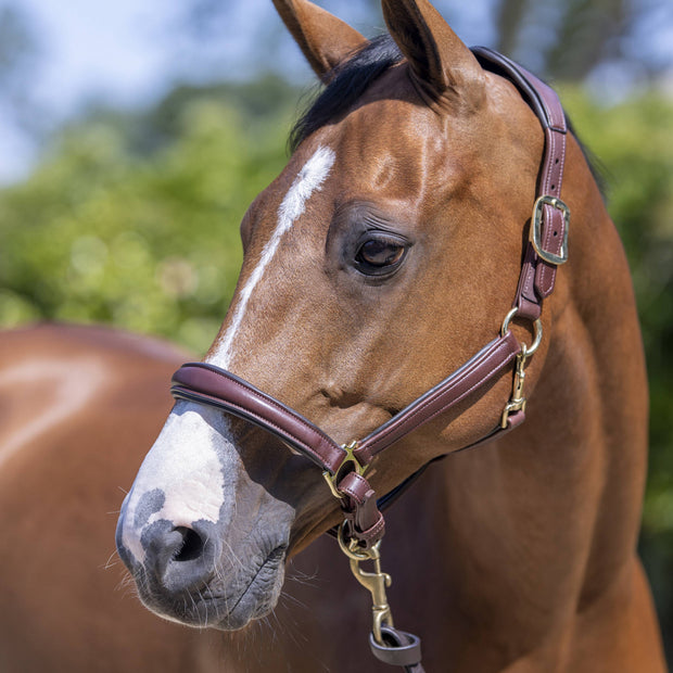LeMieux Anatomic Halter