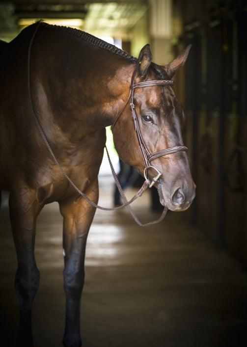 Perri’s Leather Pro Hunter Bridle - Havana