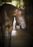 Perri’s Leather Pro Hunter Bridle - Havana